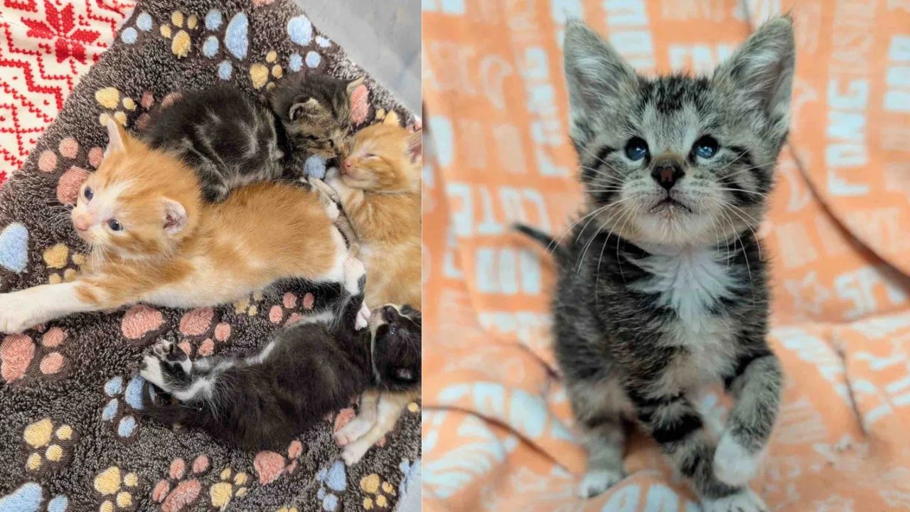 Indiana Family Rescues Litter of Kittens — One Fearless Cat Ends Up Running the Whole Show.