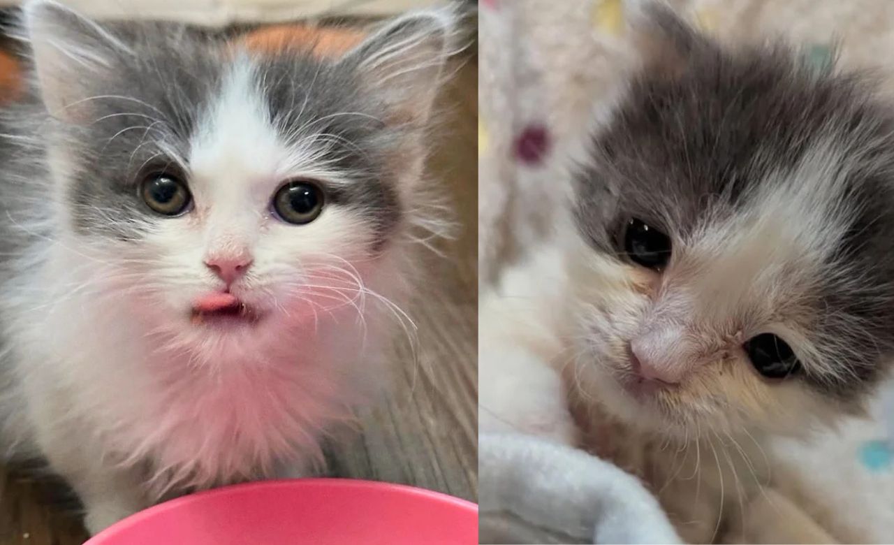 Indianapolis Rescue Turns Into Miracle: Fluffy Kitten With Lion’s Heart Goes From Being Taken in Alone to Running the House
