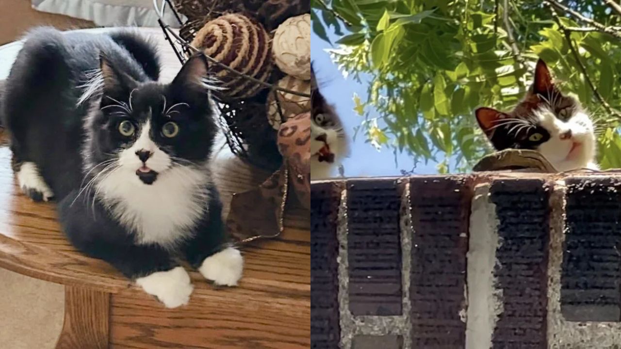 Heartwarming Rescue in USA: Kind Person Hears Kitten Crying on Rooftop and Saves Him With His Cat Mom for a Bright Future