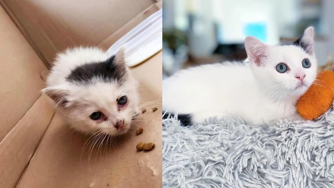 Quebec Parking Lot Rescue: Local Man Saves Helpless Young Cat and Helps Transform Her Future Forever