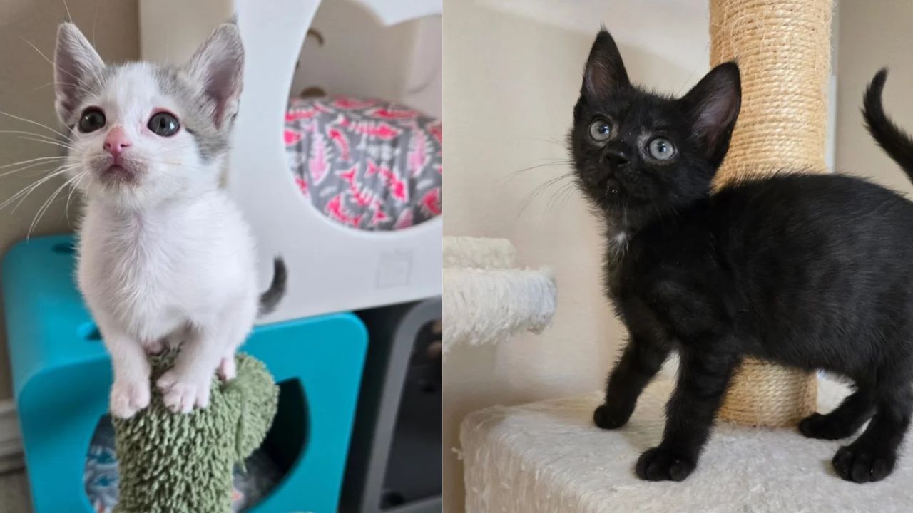 Los Angeles Rescue Story: Kittens Abandoned in a Box Grow Into the Happiest Young Cats Thanks to Tireless Love and Care