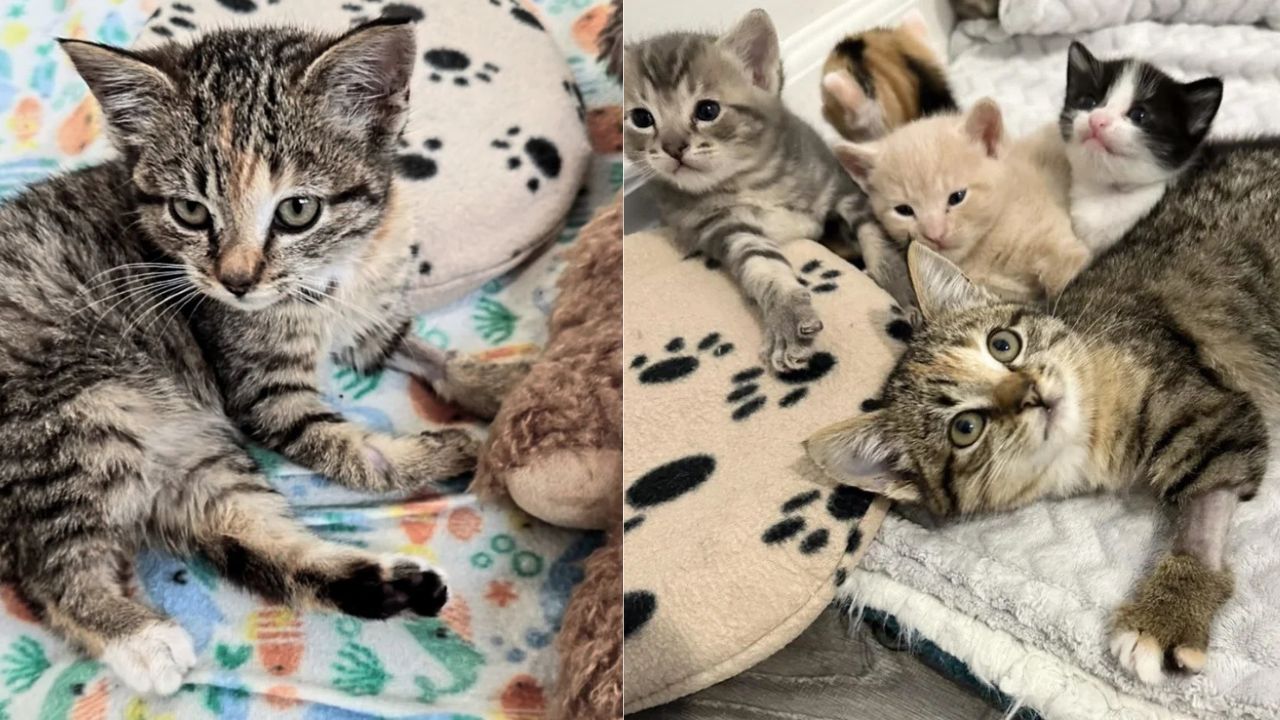 Maryland Family Rescues Lonely Kitten — Watch How Their Cats Welcome Her With Heart-Melting Love
