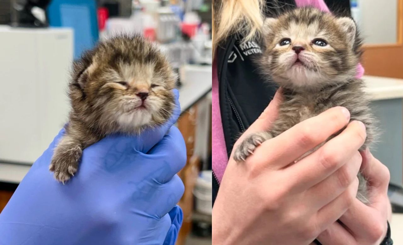 Massachusetts Team Rescues 2-Week-Old Kitten in Desperate Need and Transforms Her Life Overnight Through Unstoppable Team Effort