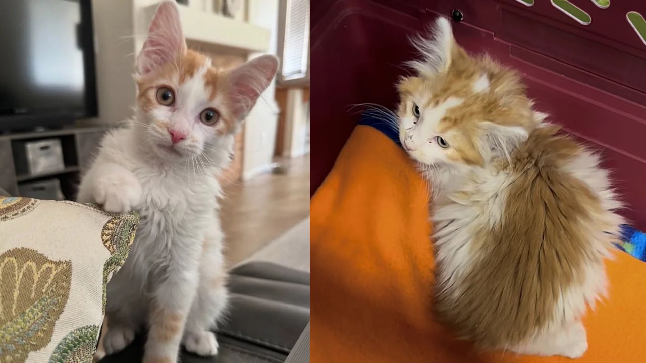 Nevada Cat Rescue: Timid Kitten Adopted From Shelter Reveals a Hidden Tornado of Energy and Love