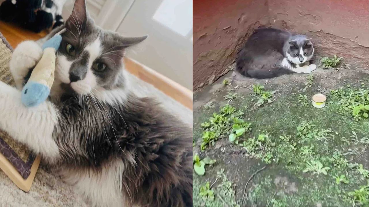 New York Rescue Story: The Shyest Cat They Ever Saved Showed an Unwavering Goal to Be Loved and Finally Found His Perfect Match.