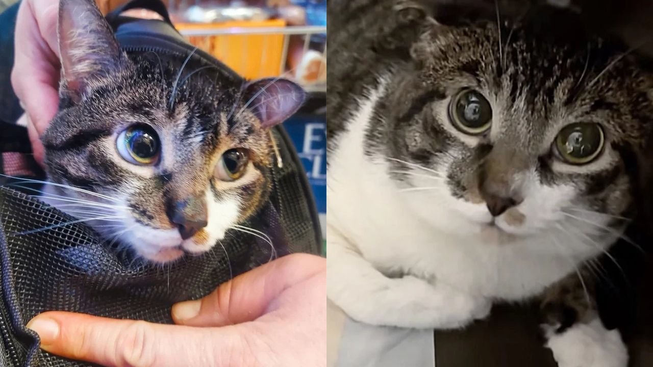 New York Stray Cat Rescue Story: Wide-Eyed Feline Transforms Into Playful Spirit After Finding Love and Safety.