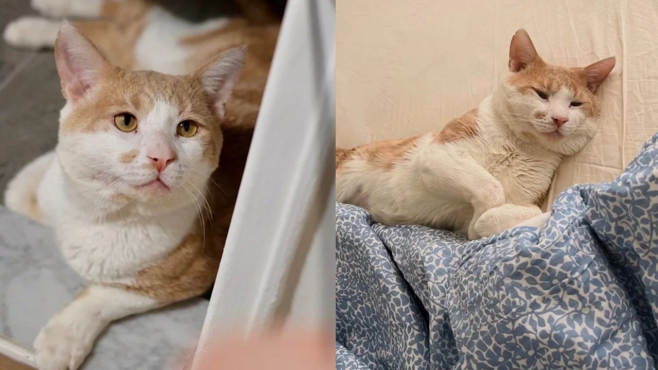 New York Stray Cat Wins Hearts Everywhere He Goes, Now Living Like a King Indoors After Rescue