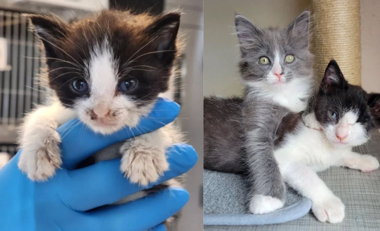 One-Eyed Kitten Rescued in the United States Forms Sweetest Friendship with a Cat Who Welcomes All