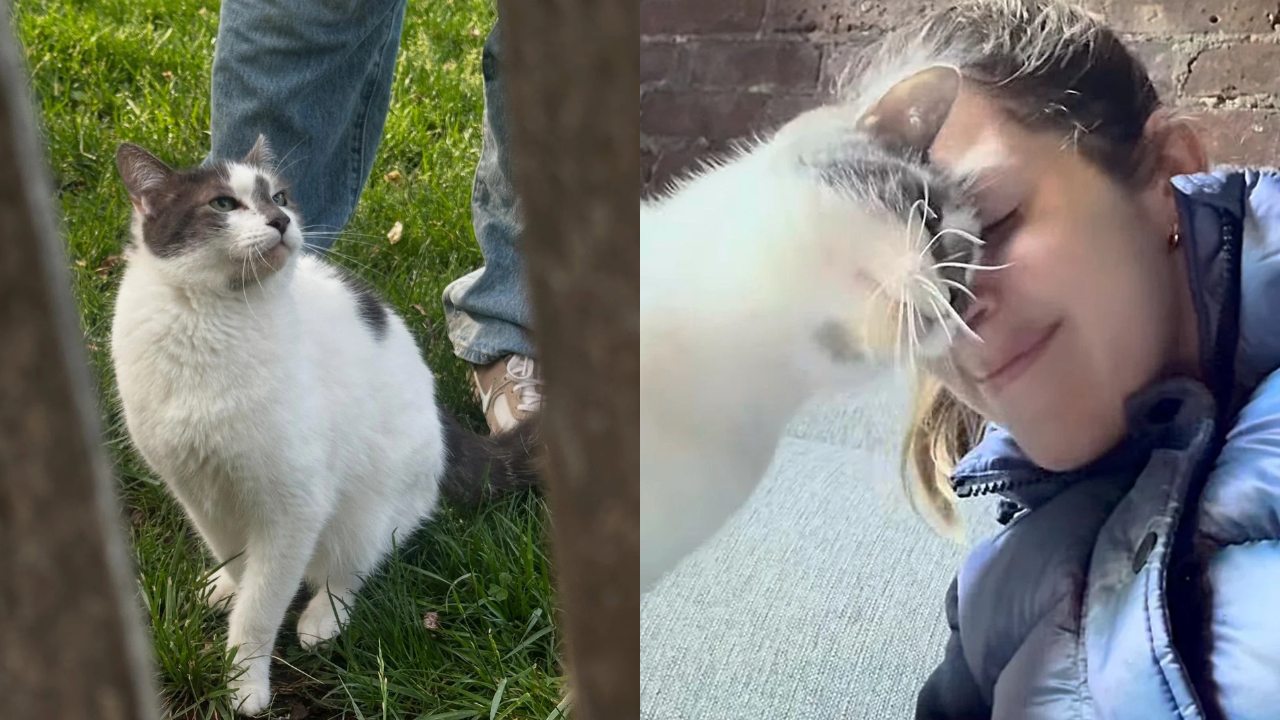 Park Visitors in New York Mesmerized by Chill Cat Who ‘Maintains’ the Lawn While Waiting to Be Admired