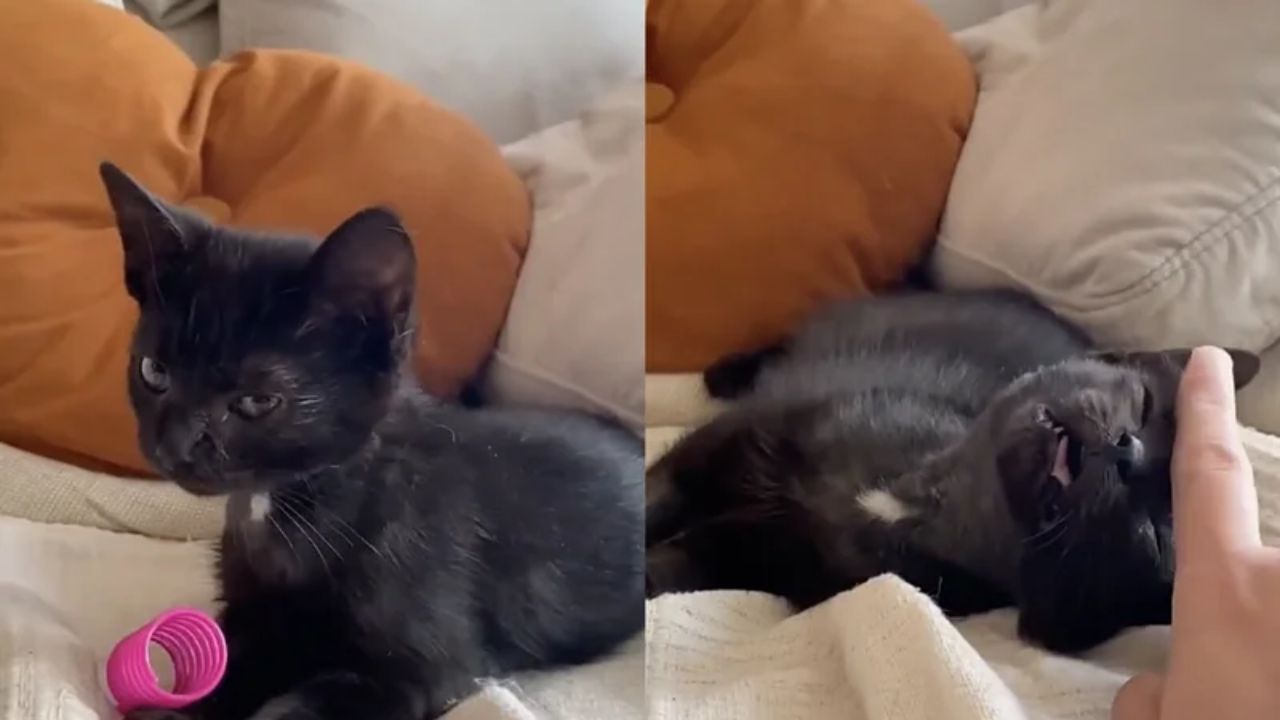 In Québec, Rescuers Save Kitten with Locked Jaw and Transform Its Life Beyond Imagination