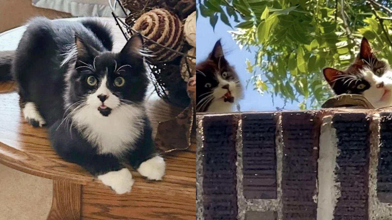 Roof Rescue in Ohio: The Heartwarming Moment a Woman Saved a Vulnerable Kitten and His Cat Mother From a Dangerous Perch. Export to Sheets