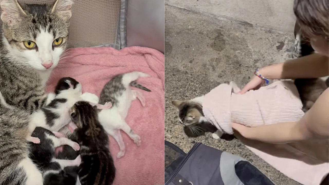 Stray Cat in Bronx Trash Corner Rescued by Little Wanderers NYC - Delivers Healthy Kittens After Heartwarming Rescue