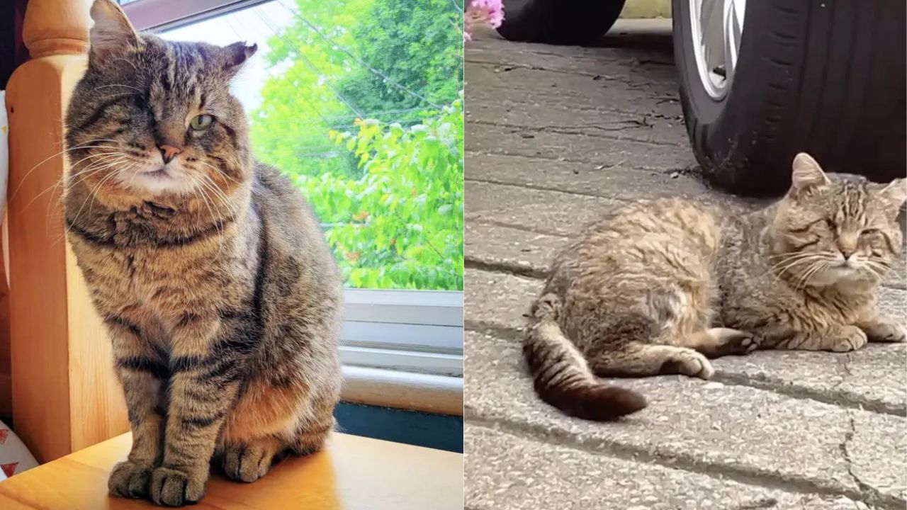 Stray Cat Survives Harsh Streets for Years Before Miraculous Rescue in Québec Changes His Life Forever