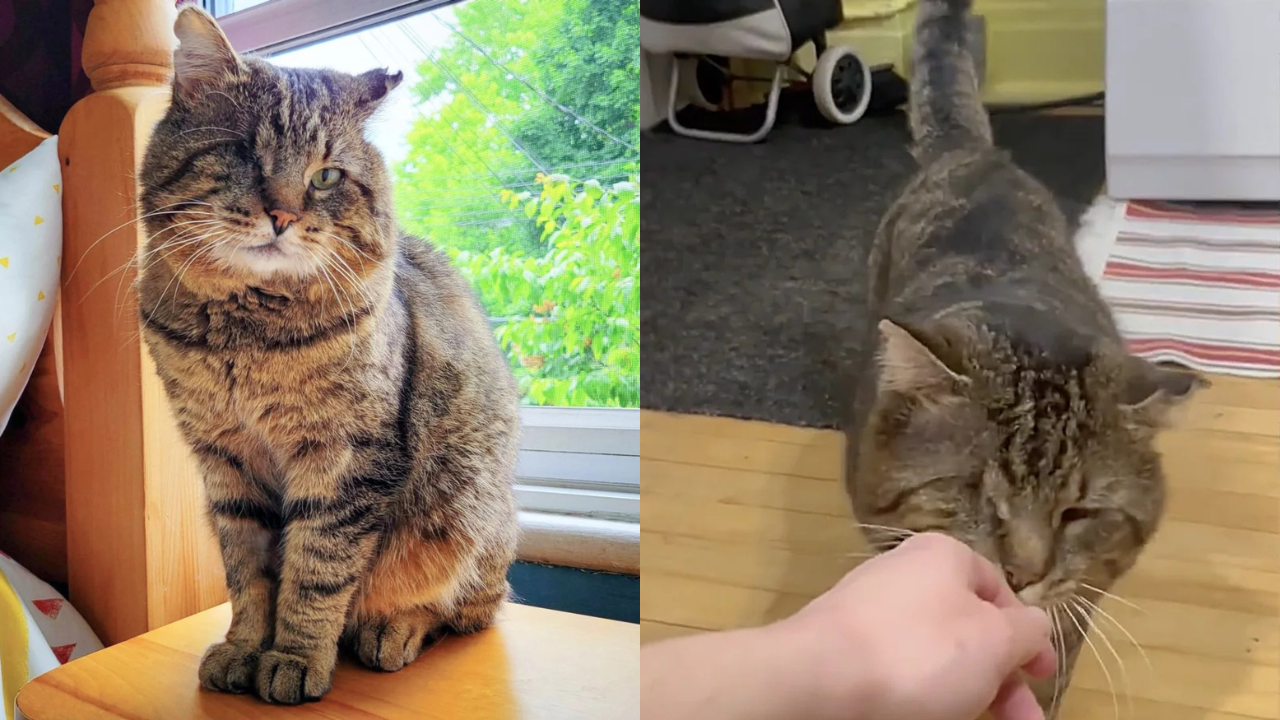 Stray Kitten Found Alone in Montréal Sparks Relentless Search for His Siblings - Rescuers Reunite the Family in a Heartwarming Twist