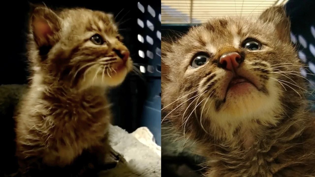 Unexpected Twist in Quebec: Man Saves Stray Kitten, Discovers She’s Not What She Seems