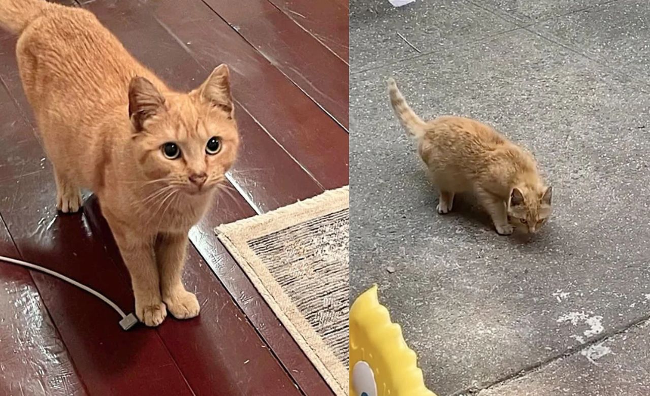 United States Rescue Mission Turns Miraculous: Volunteers Searching for Community Cat End Up Bringing Home a Tabby Kitten Meant to Be