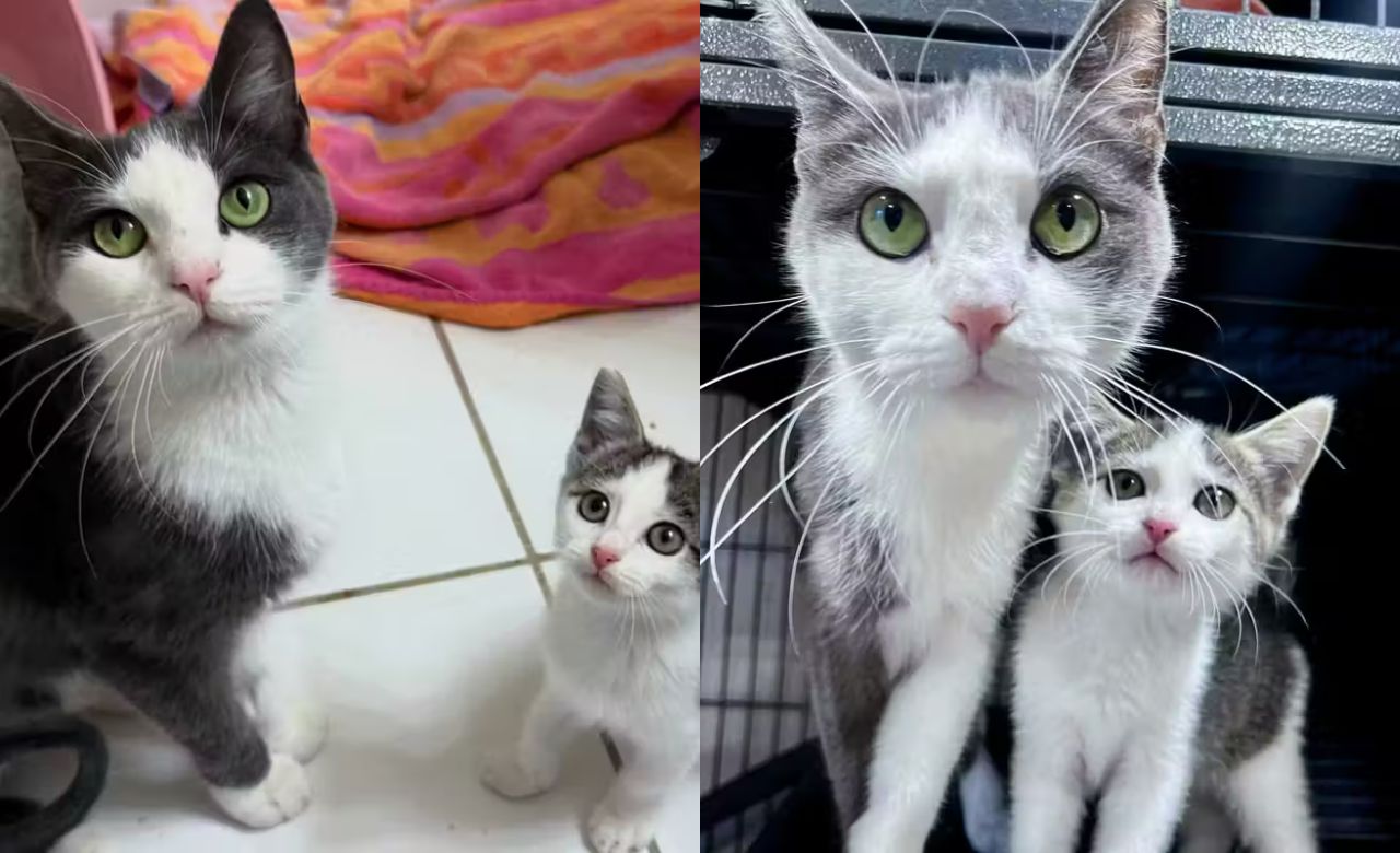 Virginia Cat and Her Only Kitten Rescued from Harsh Streets, Now Living the Happy Tale Every Feline Dreams Of