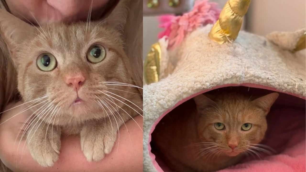 Virginia Neighbor Rescues Cat Living in Storm Drain, Refuses to Leave Helpless Feline Behind