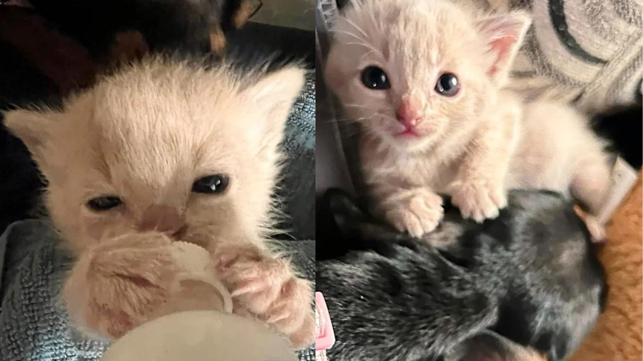 Abandoned Kitten and Lonely Pup in California’s Yolo County Mend Each Other Through Unlikely Friendship