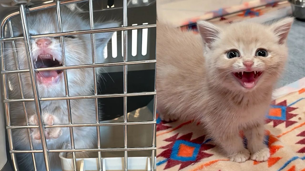 Heartwarming in Kuwait: Abandoned Kitten Starts ‘Roaring’ for Affection After Kind Woman Opens Her Home