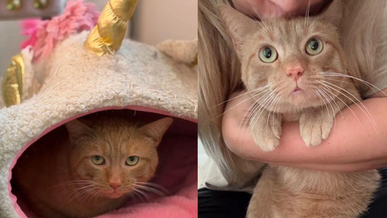 Alexandria Neighbor Heroically Rescues Cat Living in Storm Drain After Refusing to Leave Him Behind