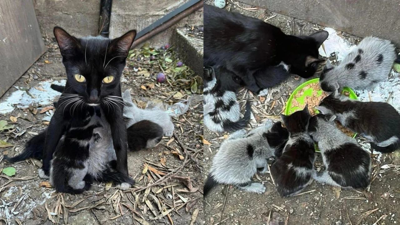 California Family Discovers Cat and 8 Seemingly Gray Kittens in Backyard, Stunning Their Beautiful Fur After Coming Indoors
