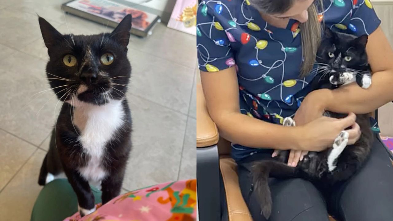 Cat Plucked from Streets of New South Wales Finds Forever Role as Beloved Vet Office Assistant
