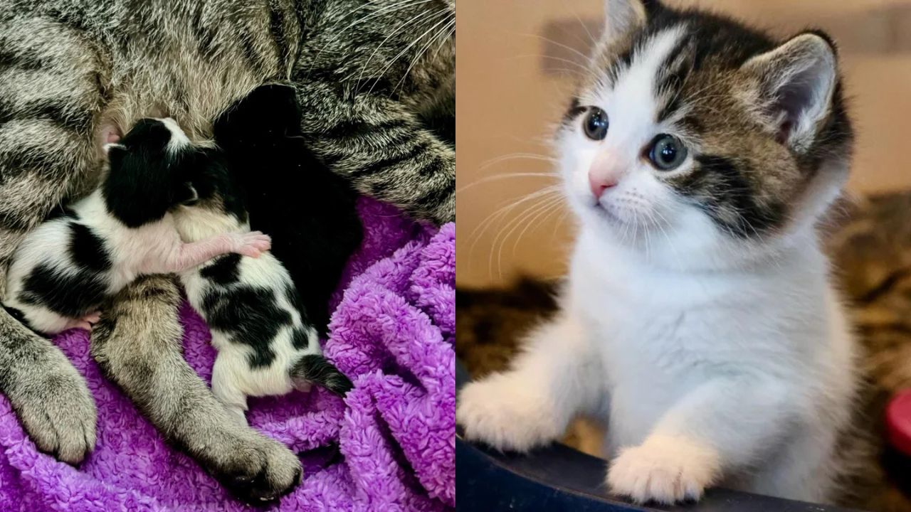 Colorado Woman Walks into Shelter for Two Kittens, Walks Out with Three — The Happiest Ending Ever