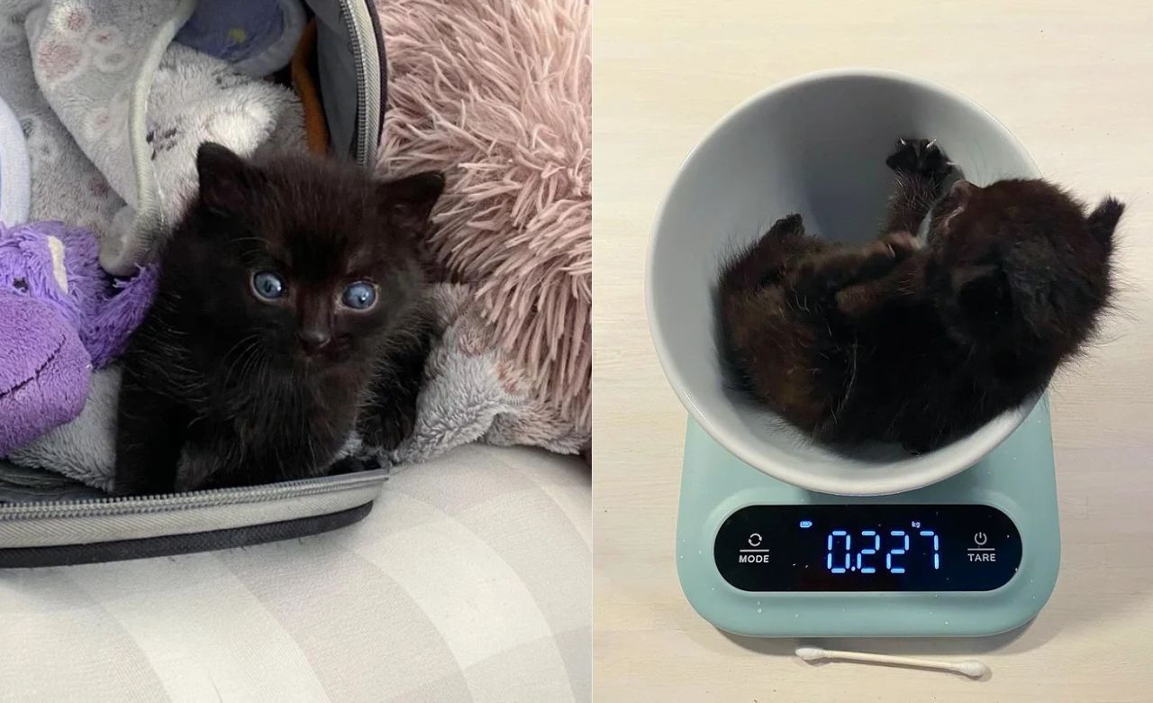 Shocking Discovery in Québec: Family Finds Ball of Fur Outside Home, Turns Out to Be a Kitten with the Heart of a Mighty Big Cat