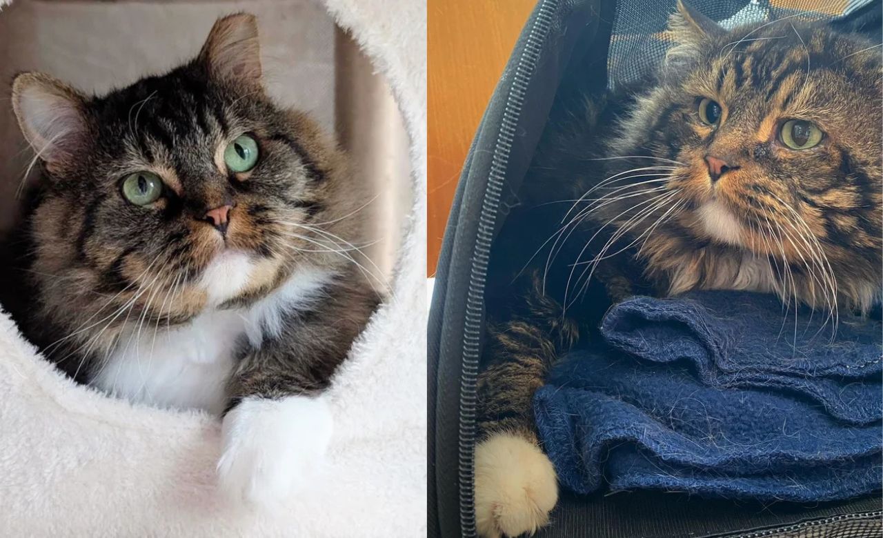 From Harsh Streets to Loving Arms: Québec Family Gives Stray Tom Cat the Good Life He Always Deserved