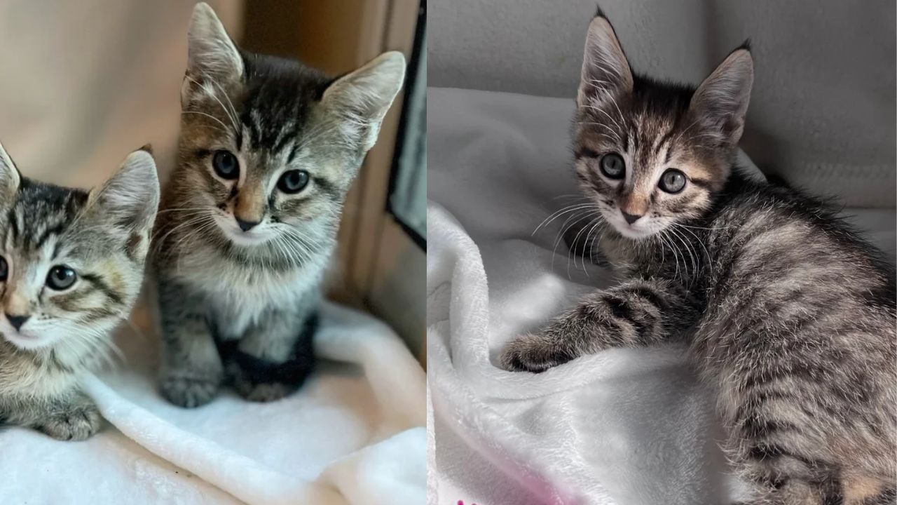 Heartbreaking Discovery in Nevada: Staff Find Young Cat and Three Kittens with a Note, Minutes Later Their Lives Change Forever
