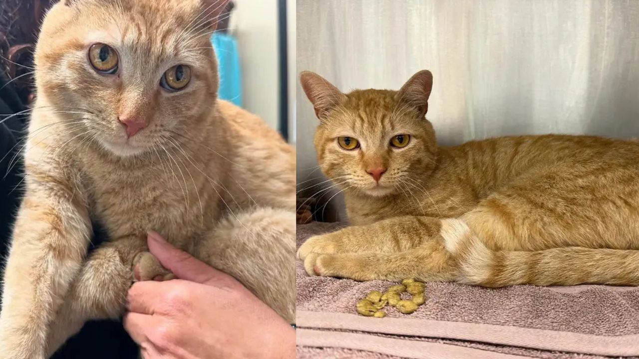 Heartbreaking Stray Cat Roams New Jersey Streets Until a Shelter Finally Gives Him the Loving Home He Always Dreamed Of