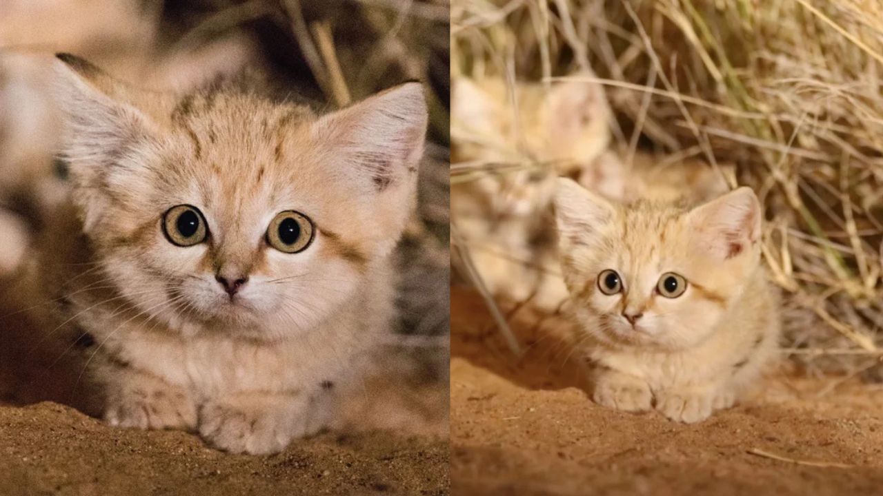 Historic Discovery in Moroccan Sahara as Rare Sand Cat Kittens Are Spotted in the Wild for the First Time and Captured on Camera