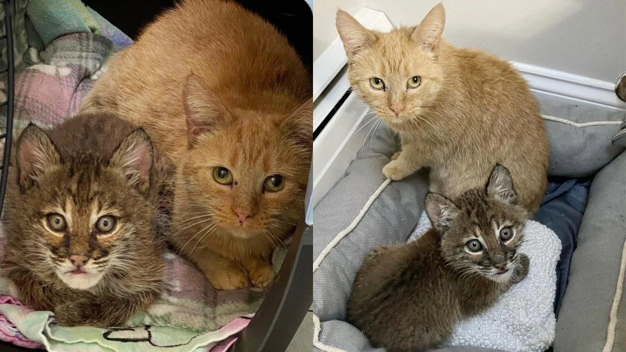 House Cat in New Hampshire Forms Unlikely Bond with Bobcat Kitten, Proving Love Knows No Species