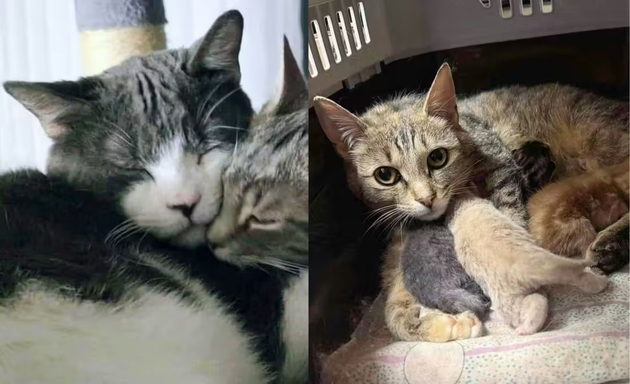 Kitten Born to a Stray in Quebec Creates Special Connection with Cat from Another Path.