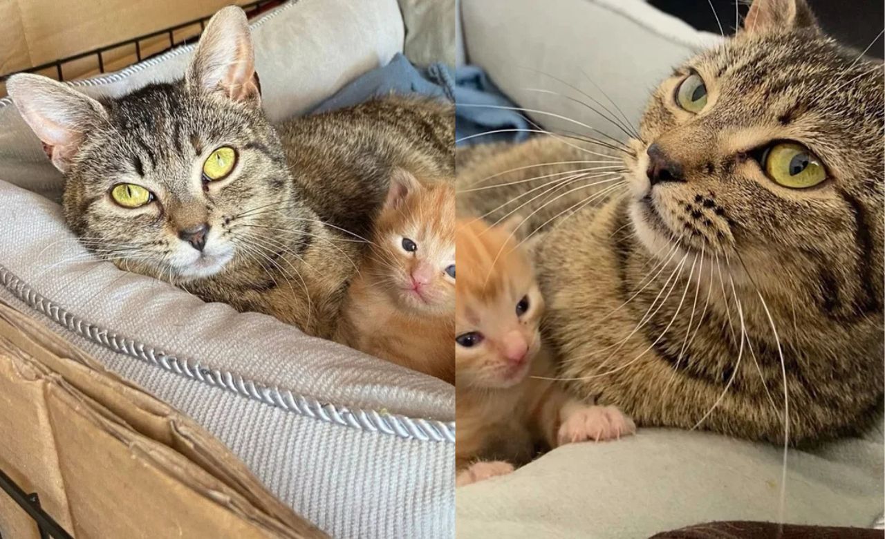 London Woman Opens Her Home to Stray Cat and Only Kitten, Creating a Heartwarming Tale of Love and Transformation