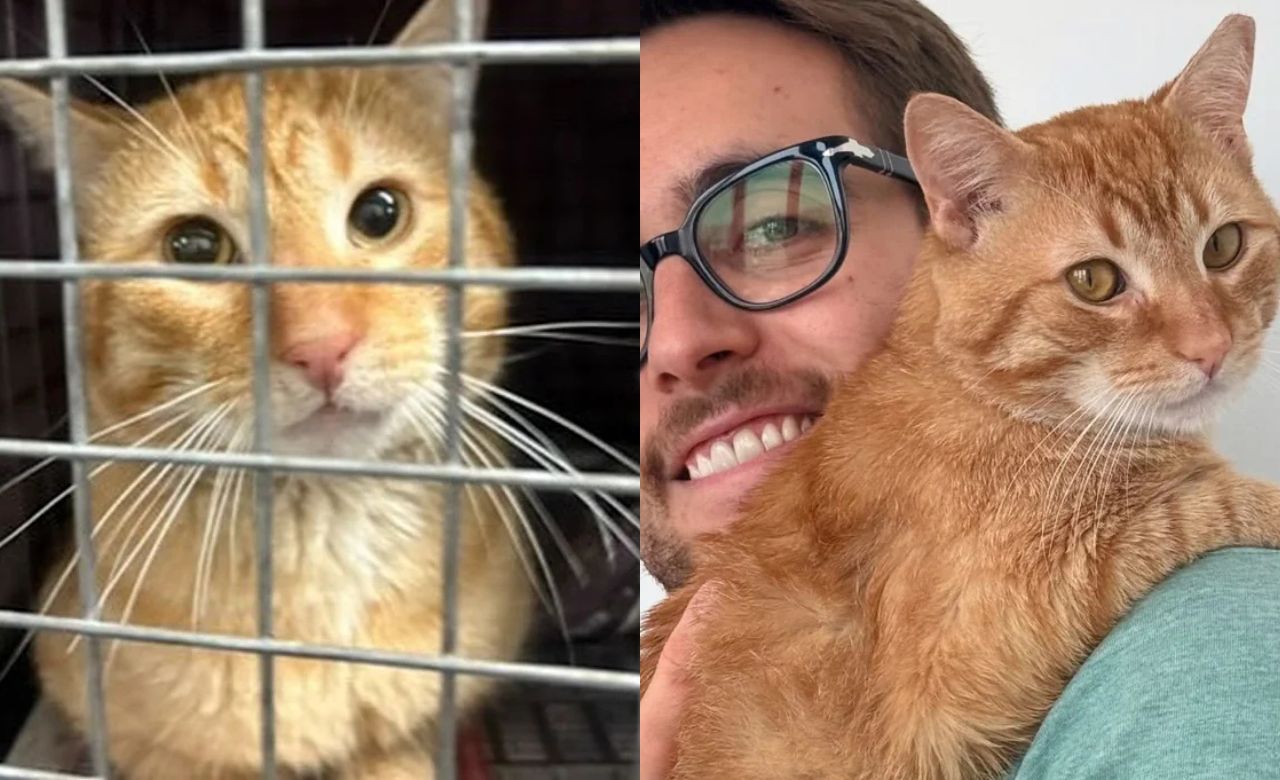 Heartwarming Story in USA: Man Goes to Help a Stray Cat but Ends Up with a Loving Lap Companion Who Lives Up to His Name