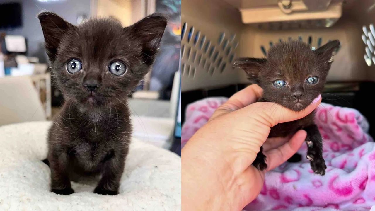 Nevada Kitten With Rough Start Finds Forever Home and Learns Life Lessons From House Cats