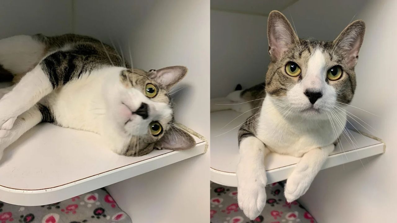 New Jersey Animal Shelter Cat Named Biggie Goes Viral After Waiting 9 Months for a Family