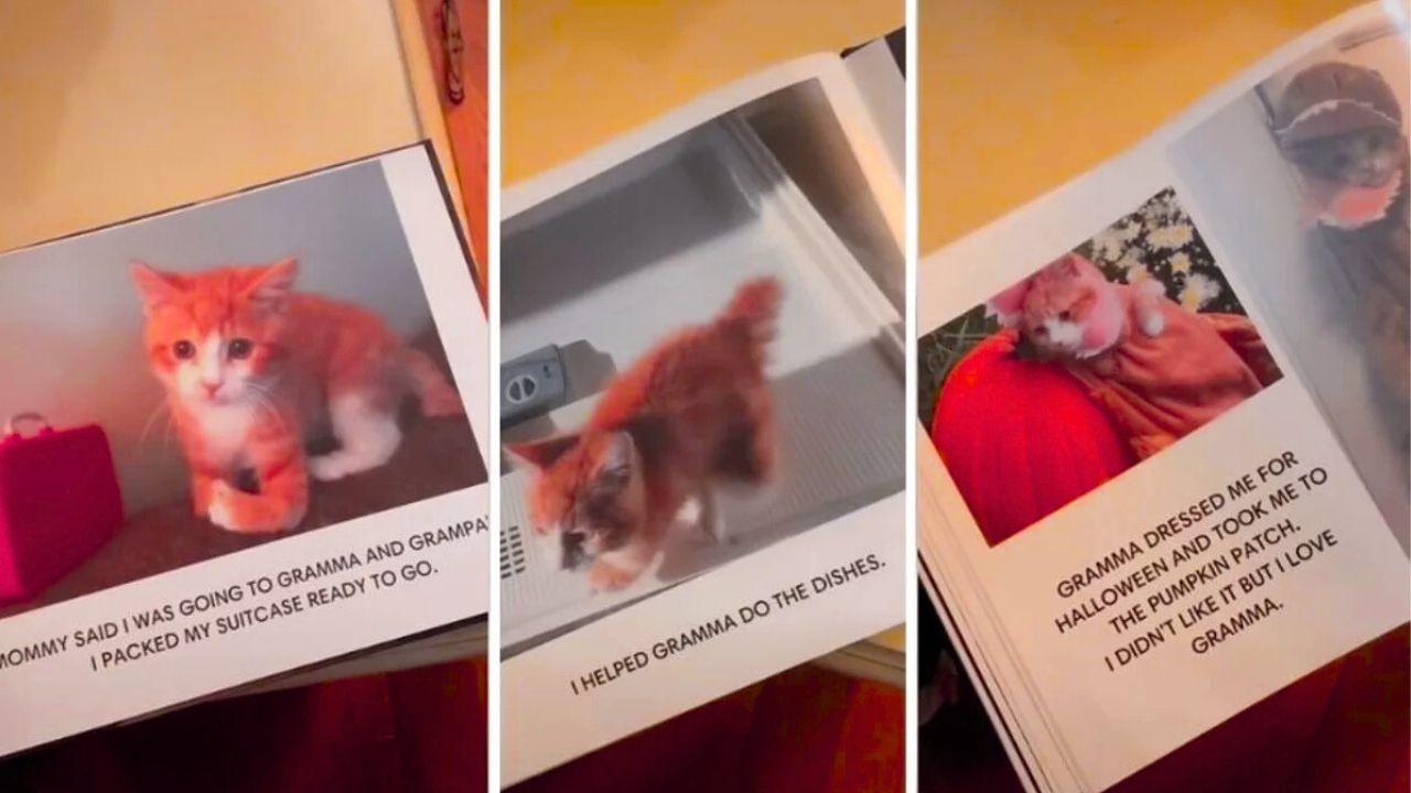 New York Family Creates Emotional Photobook of Ricky the Kitten’s Two Weeks With Gramma and Grampa That Melts the Internet’s Heart