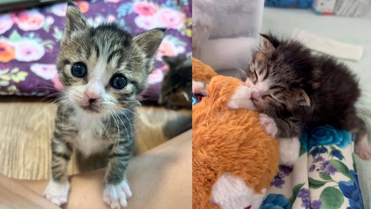 New York Kitten Found Near Mailbox Overcomes Struggles, Turns Into the Sweetest Cat and Wins Everyone’s Heart