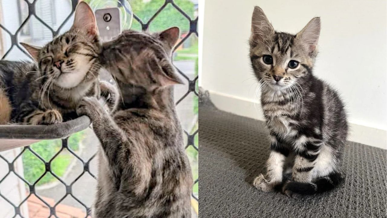 New York Man Visits Shelter for One Kitten but Adopts Two Cats — His Life Changes Forever