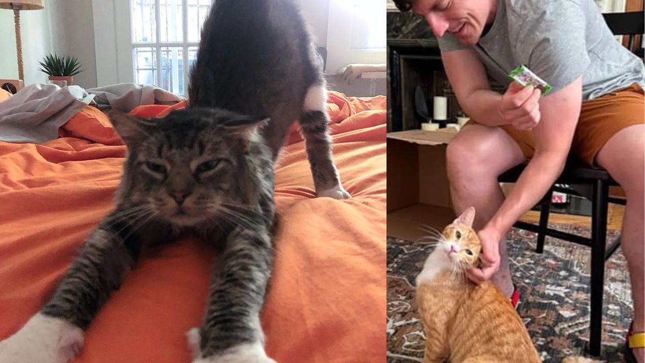 New York Newlyweds on Honeymoon Go to Adopt a Cat, Leave with Two from Very Different Backgrounds