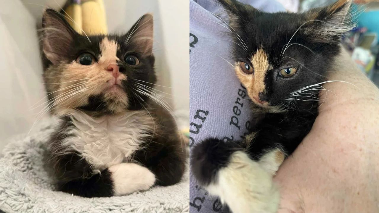 North Carolina Woman Stunned When Stray Kitten Comes Out of Bushes and Chooses to Follow Her
