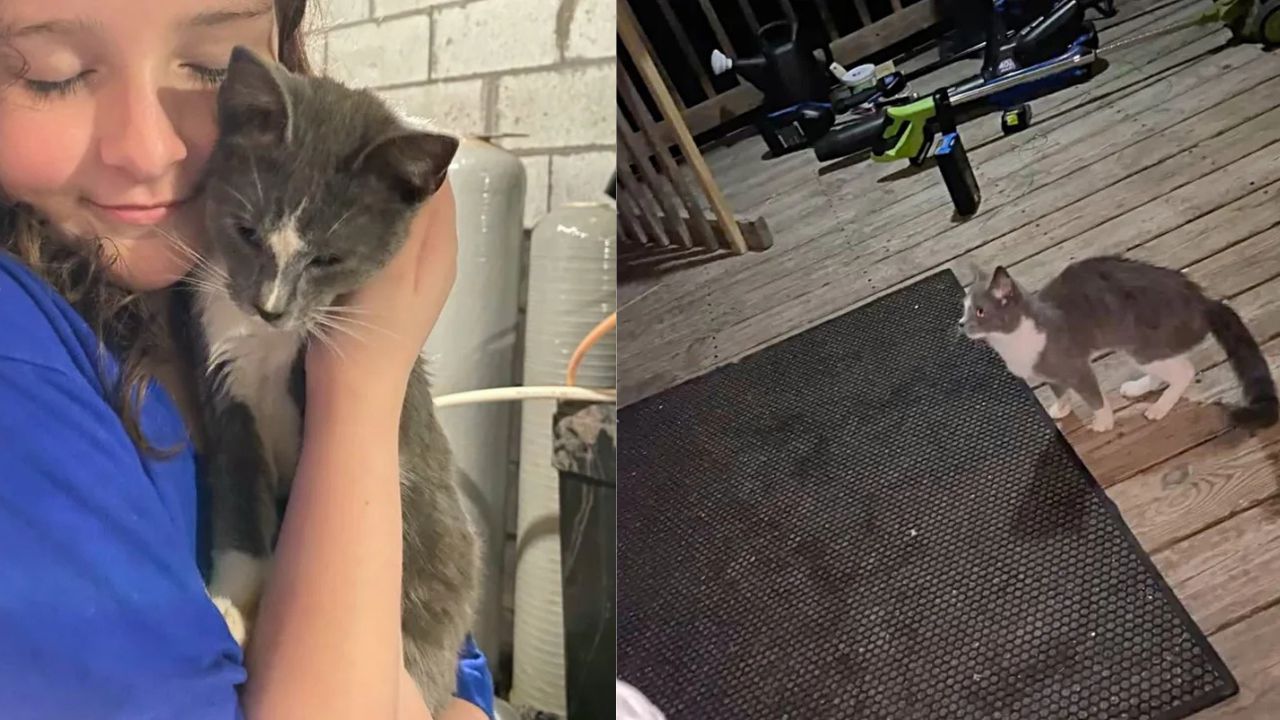 Ohio Woman Pulls Into Driveway Only to Find a Kitten Eager to Make Her House Its Forever Home