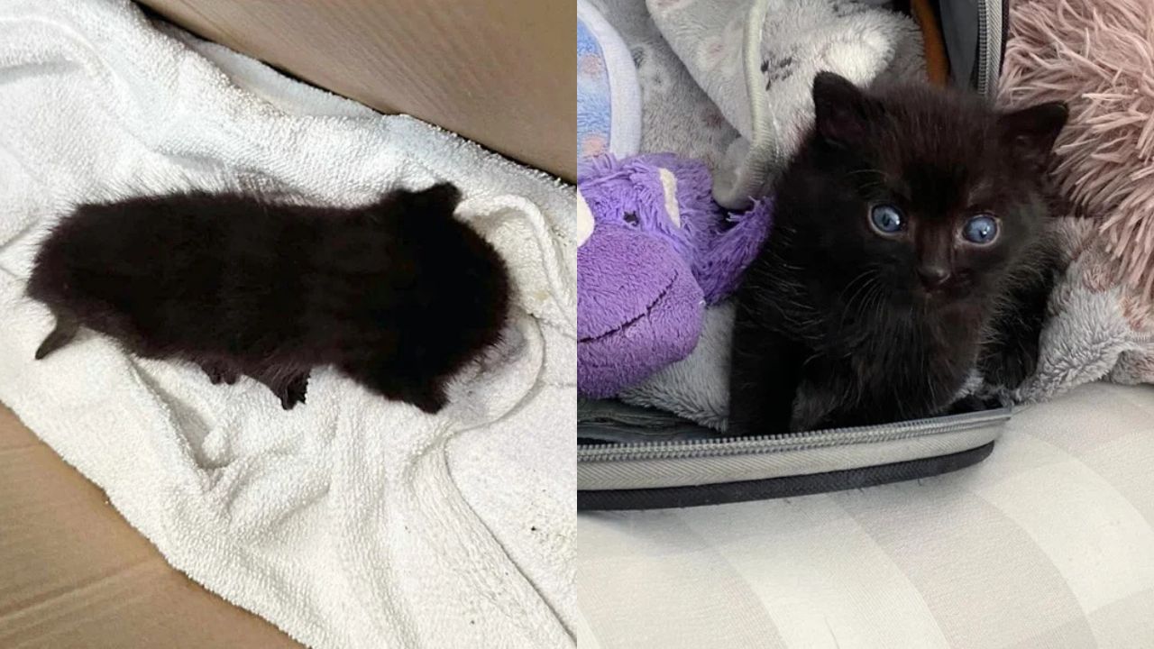 Oregon Family Shocked to Find Tiny Kitten in Front of House, Only to Realize It Has the Heart and Spirit of a Giant Cat