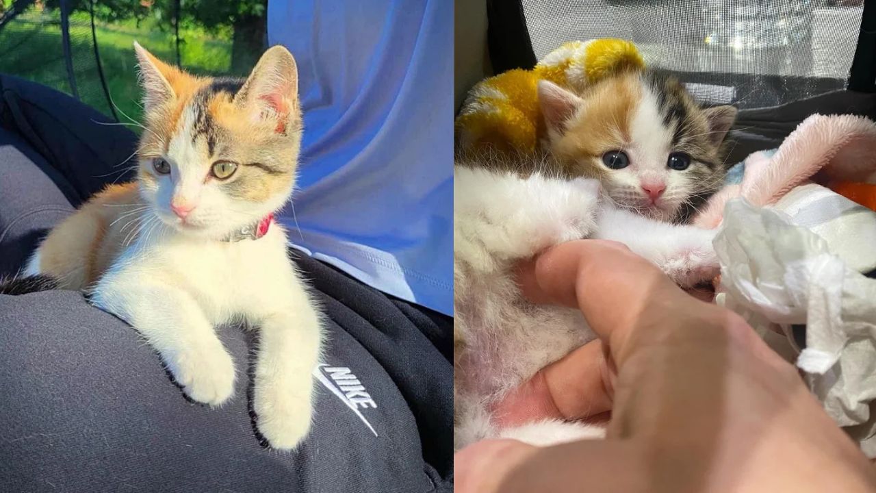 Québec Residents Amazed as Abandoned Kitten Found Under a House Transforms Into an Adventure Cat That Follows People Everywhere