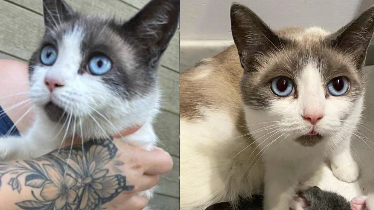Quebec Family Shocked as Stray Cat Appears in Their Yard, Only to Reveal She Came with a Litter of Kittens