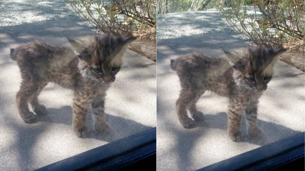 Queensland Man Went to See One Kitten — But Another Cat Stole His Heart and Changed Everything Forever