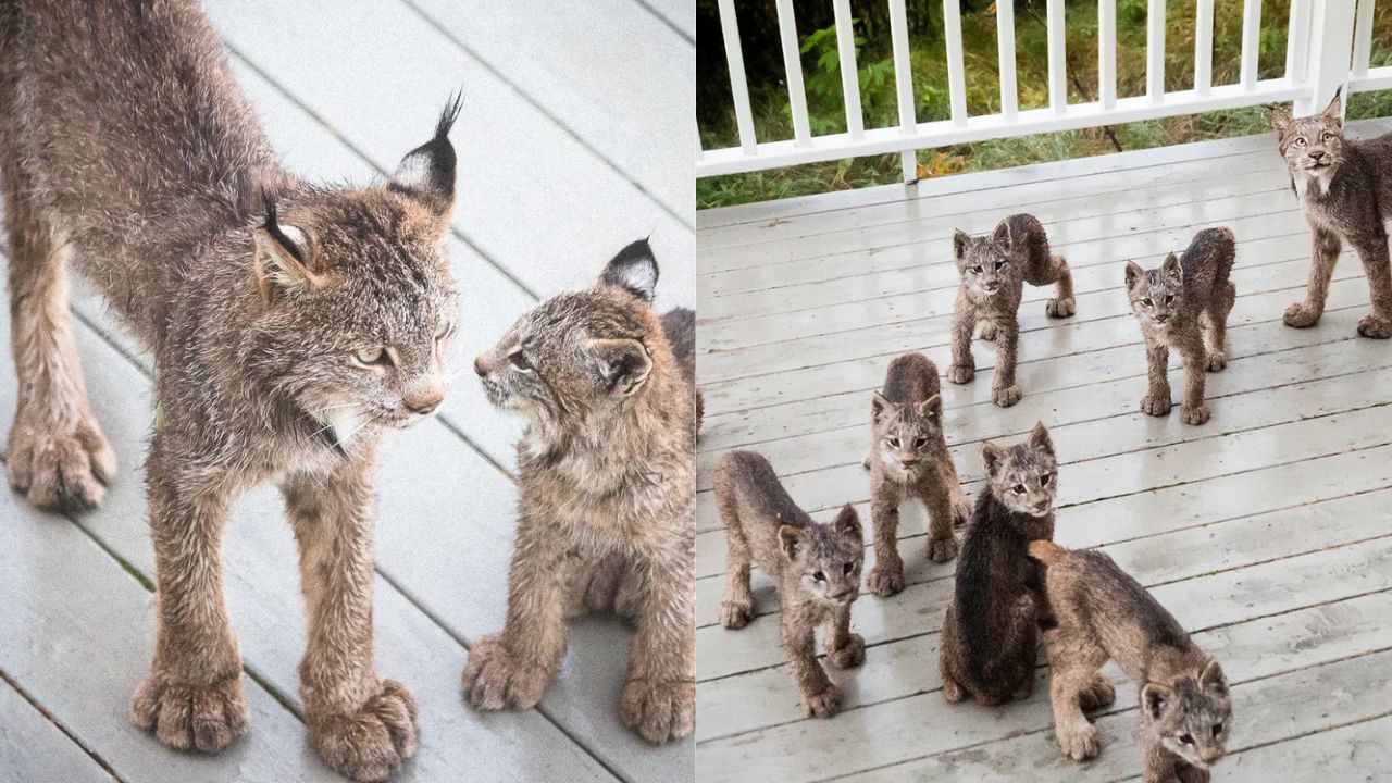 Rare Wildlife Reunion in Alaska as Lynx Mama Returns With 7 Kittens to Visit Familiar Home
